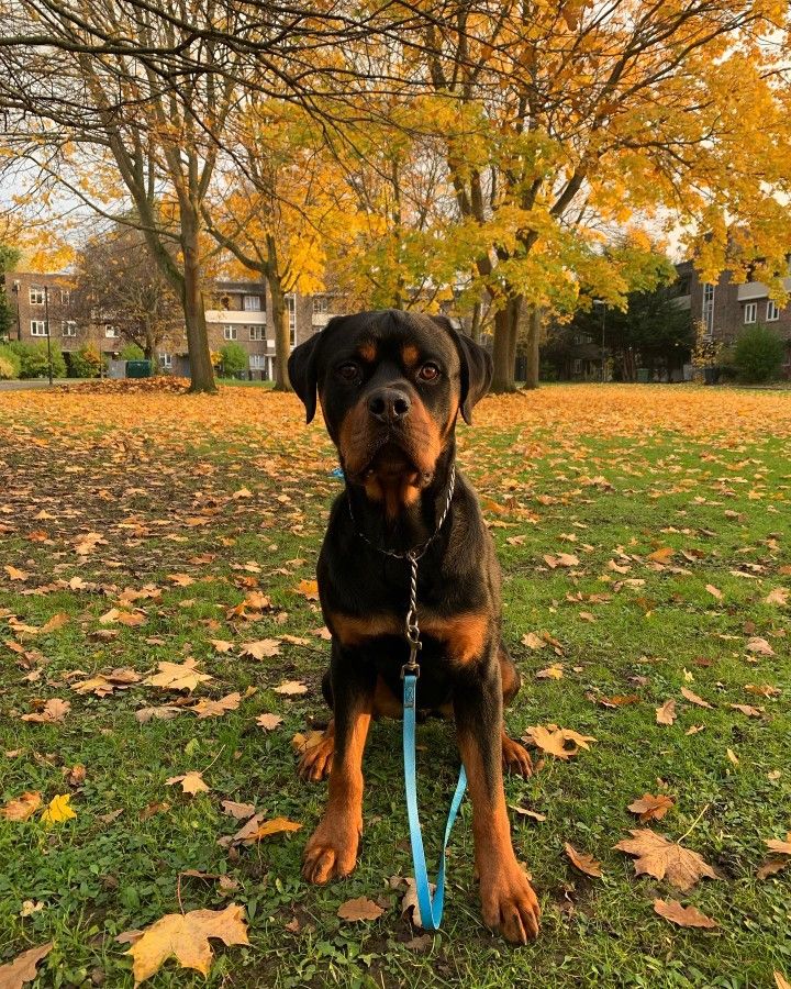 Rottweiler Lovers | New York NY