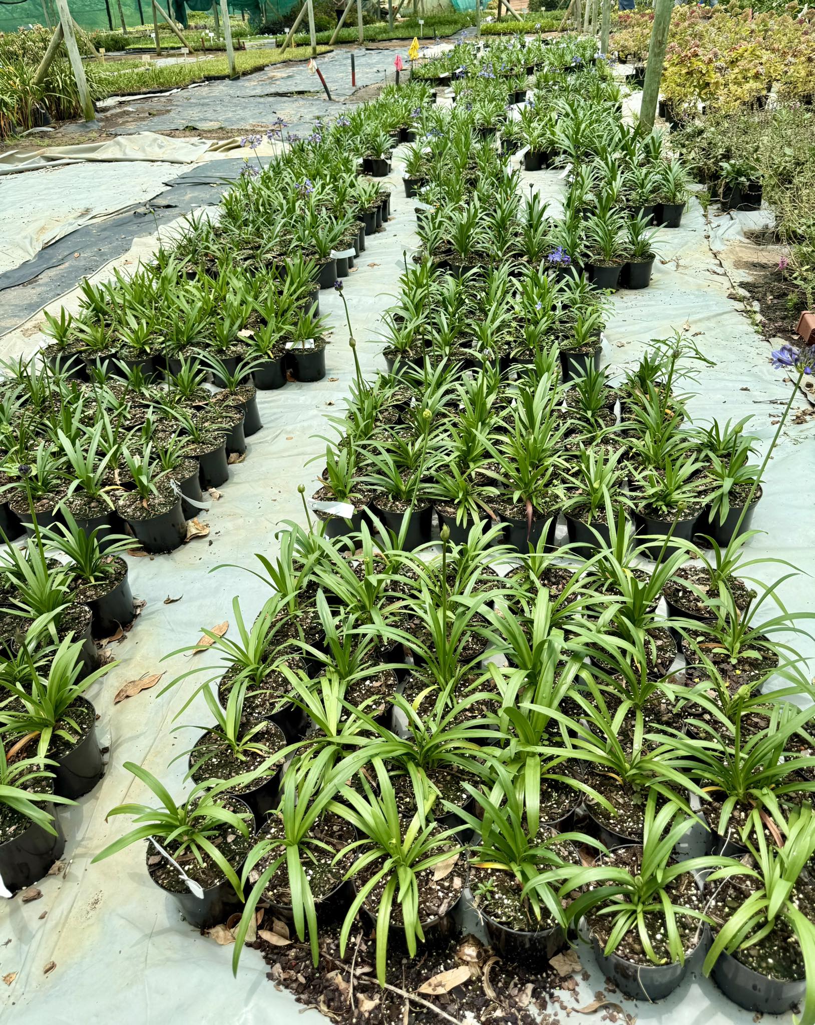 the-aloe-farm-all-you-should-know-before-you-go-2026-w-reviews