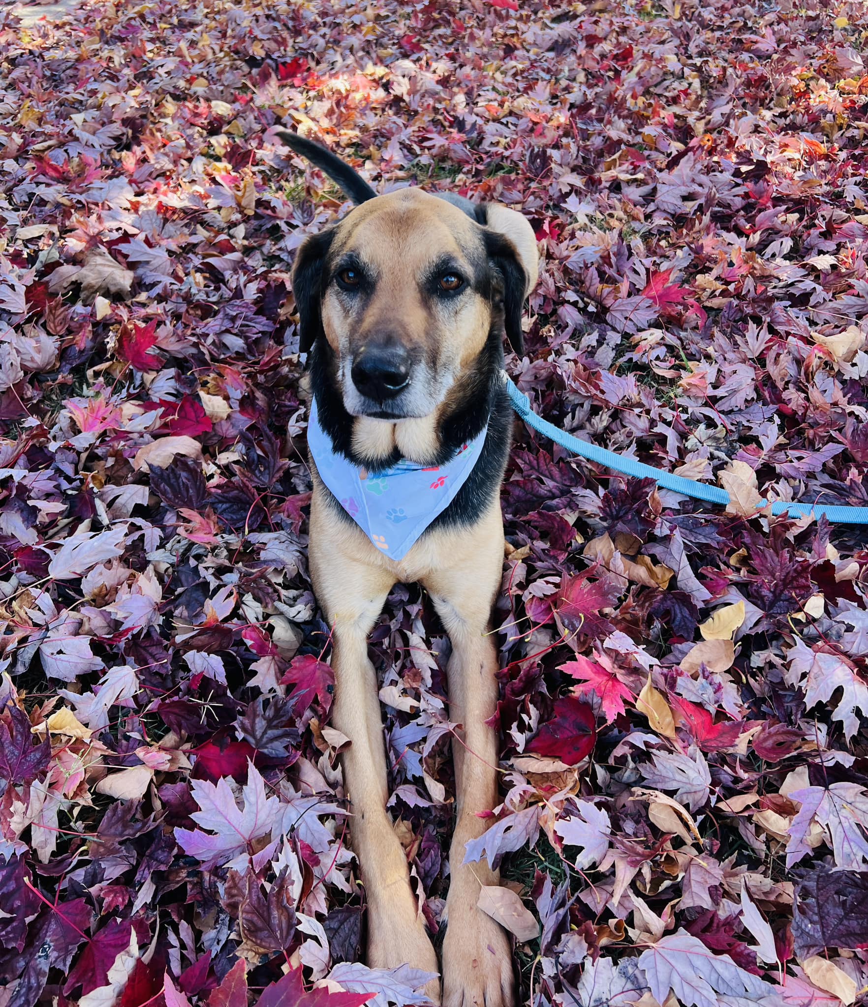 Ashley - Happy fall from your favorite therapy pup! 🍁 | Facebook
