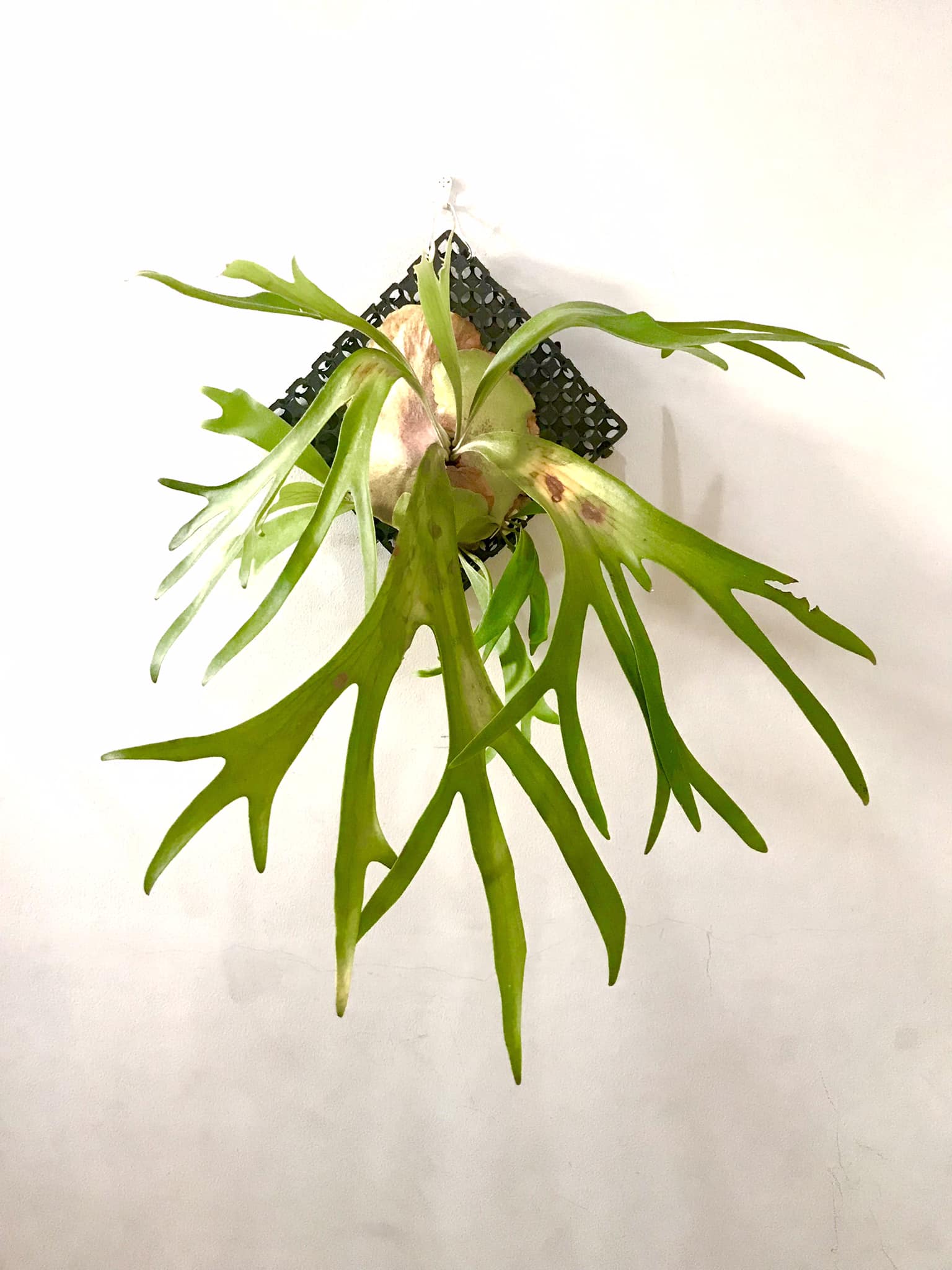 Identifying platycerium hillii and bifurcatum