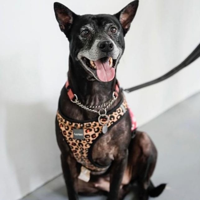 SOSD Singapore - Meet Your New Best Friend! Midnight is a...