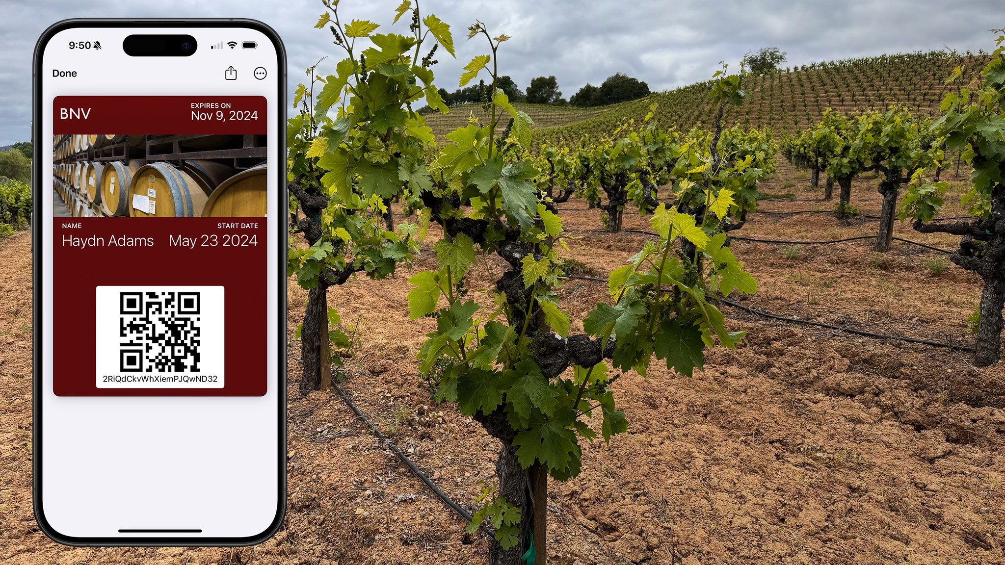 Beyond The Grapes: Napa Valley Beyond the Grapes: An Inside Look
