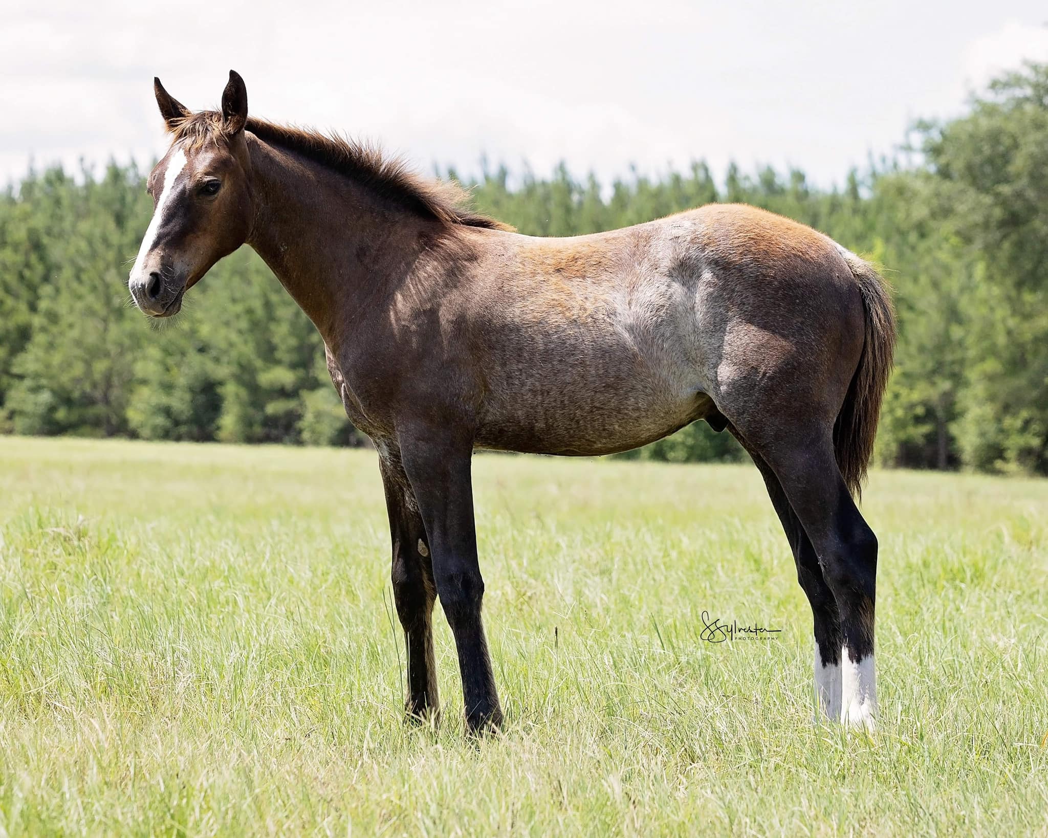 Creek - 💥Cattalou x Sixguns Sister💥 -SOLD- - 2024 Gray Rabicano colt ...