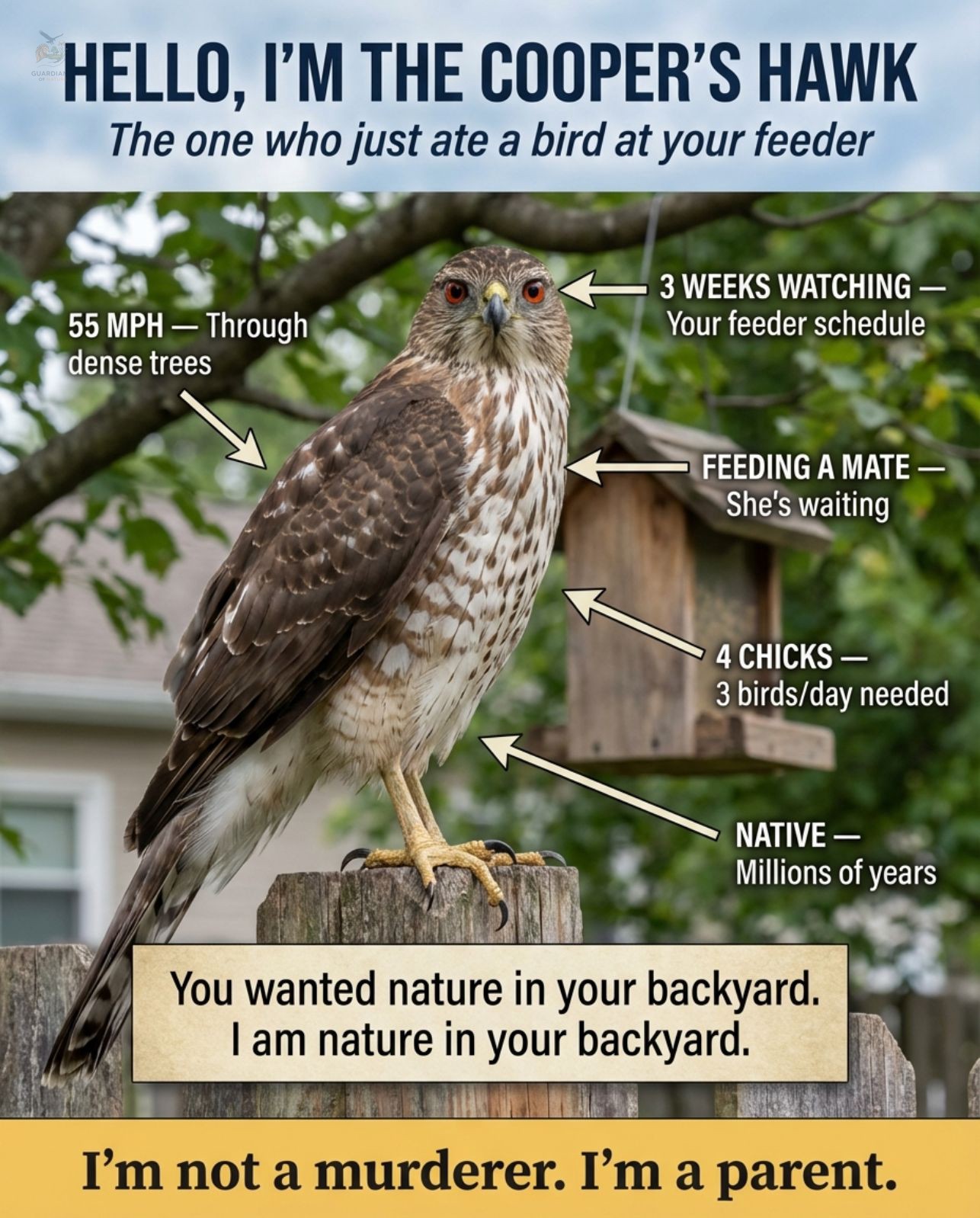 Hello, I'm the Cooper's Hawk who... - Guardians of Nature | Facebook