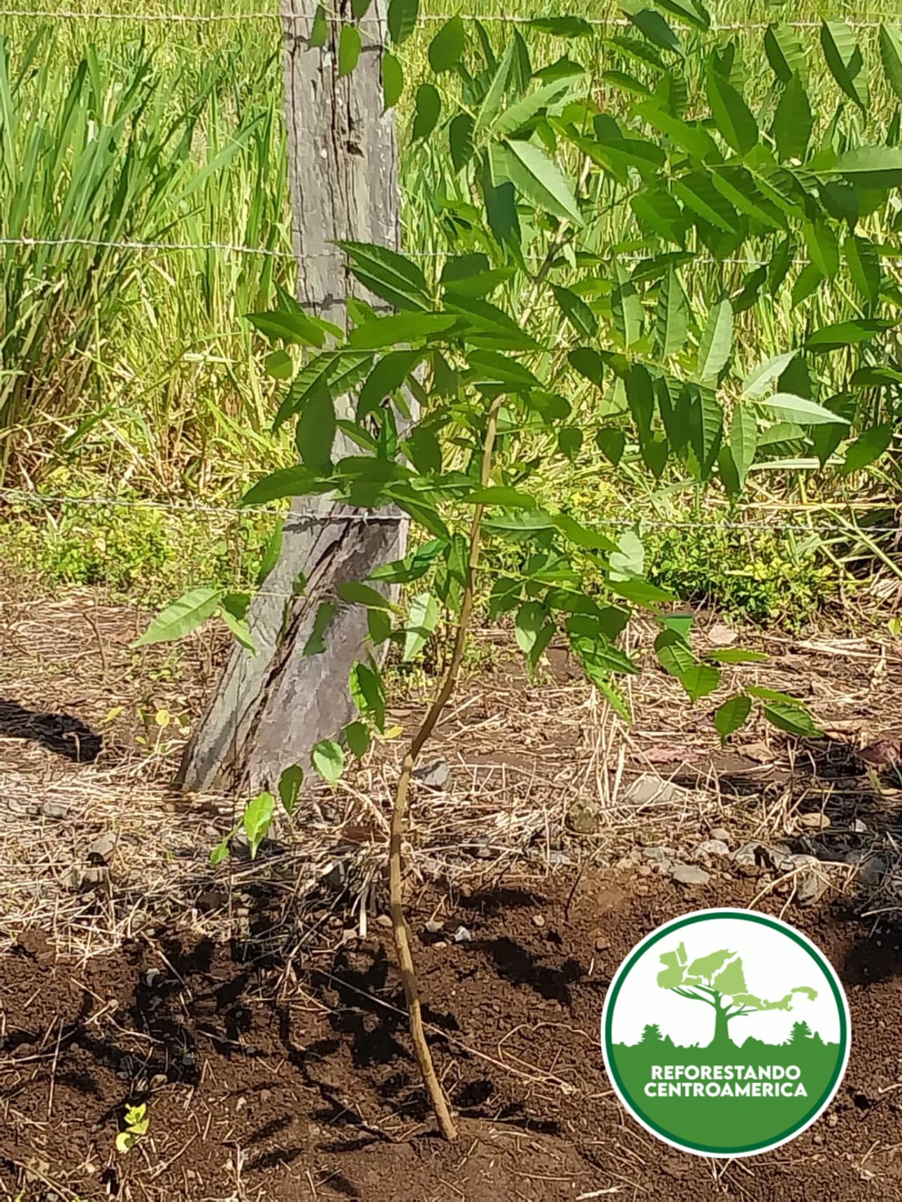 Reforestando Centroamerica... - Reforestando Centroamerica