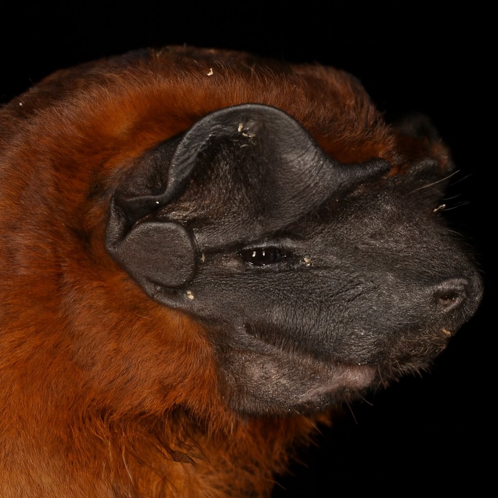 Heart - Meet one of the largest bats in Central and South America: the ...