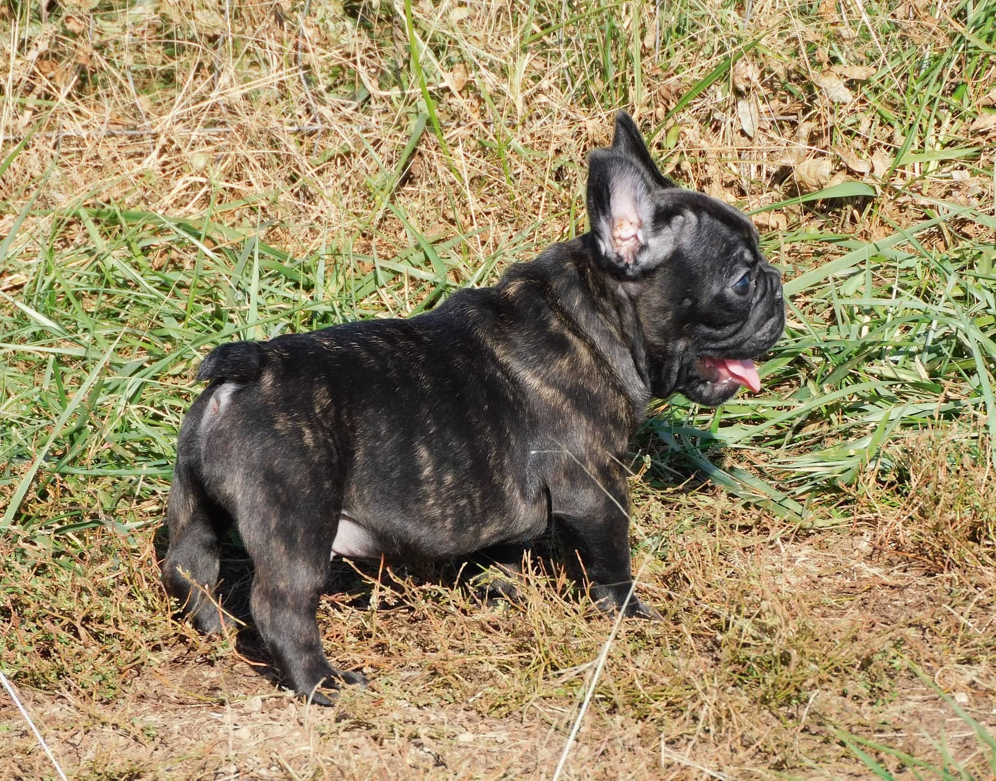 Monarch Ridge French Bulldogs