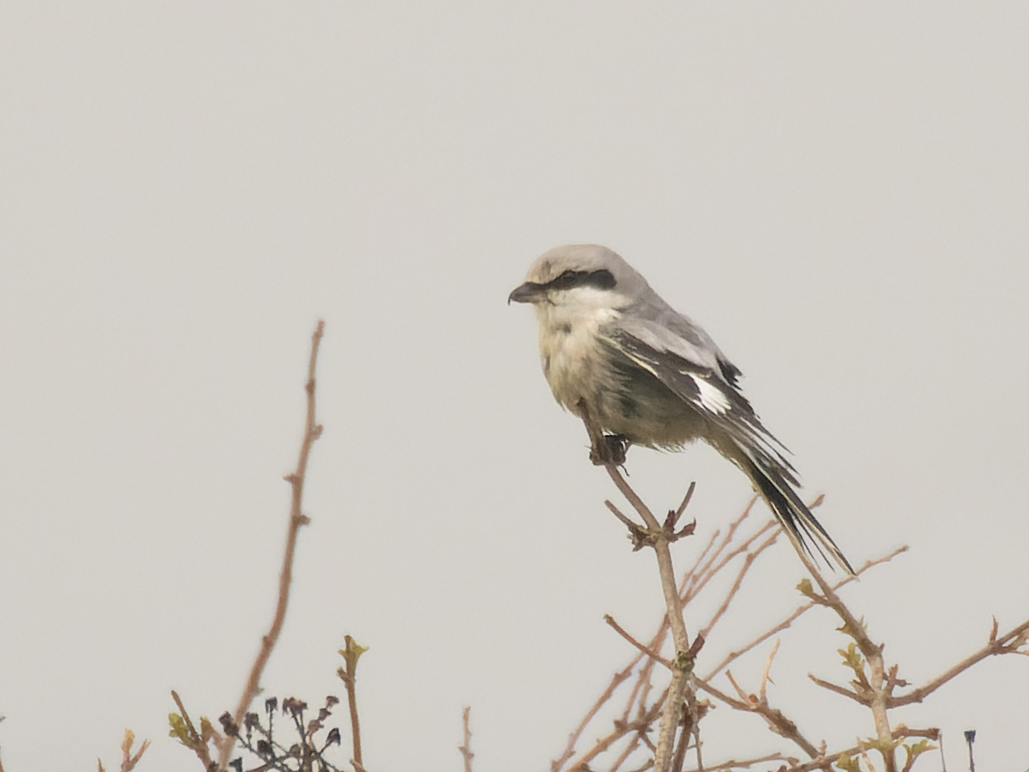So glad I got to see this pocket rocket today. The Great Grey 