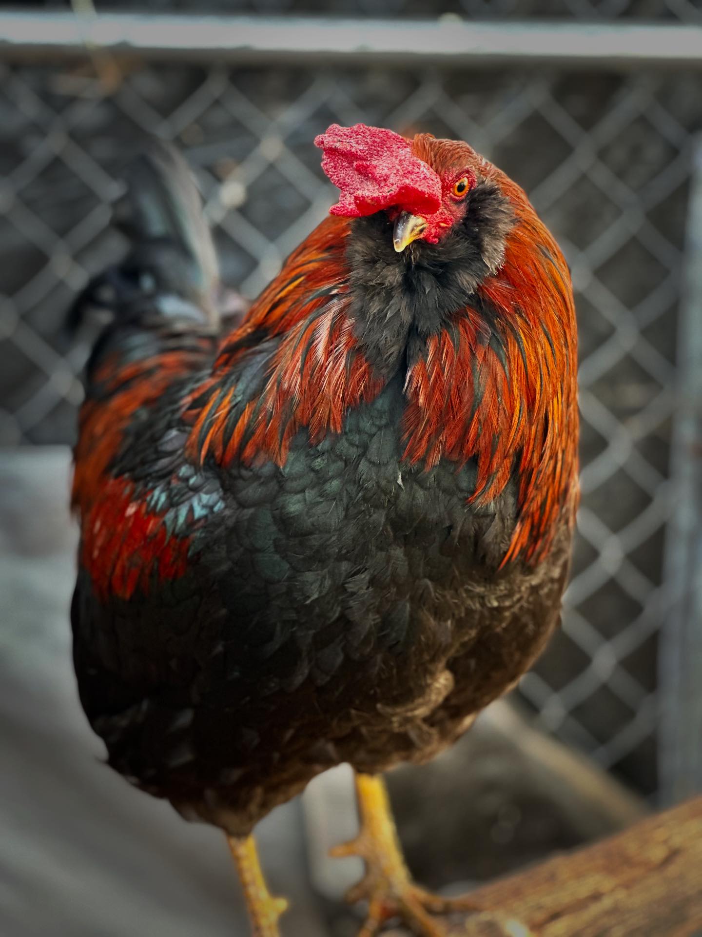 Apple - Finnegan. 🥰 Finnegan was dumped and left to die in an apartment ...