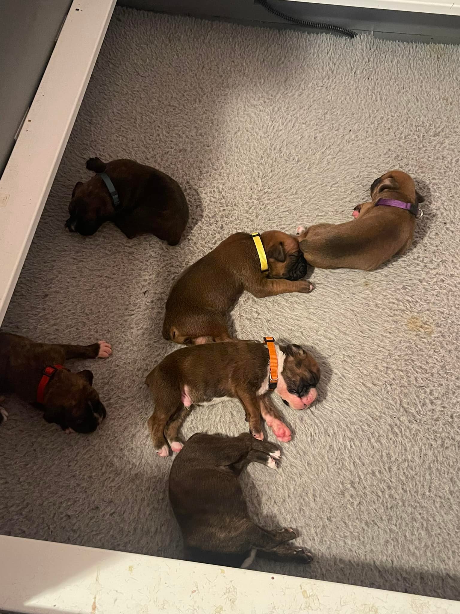 ROXY/Cupid pups growing great 3... - Grandview Ridge Boxers