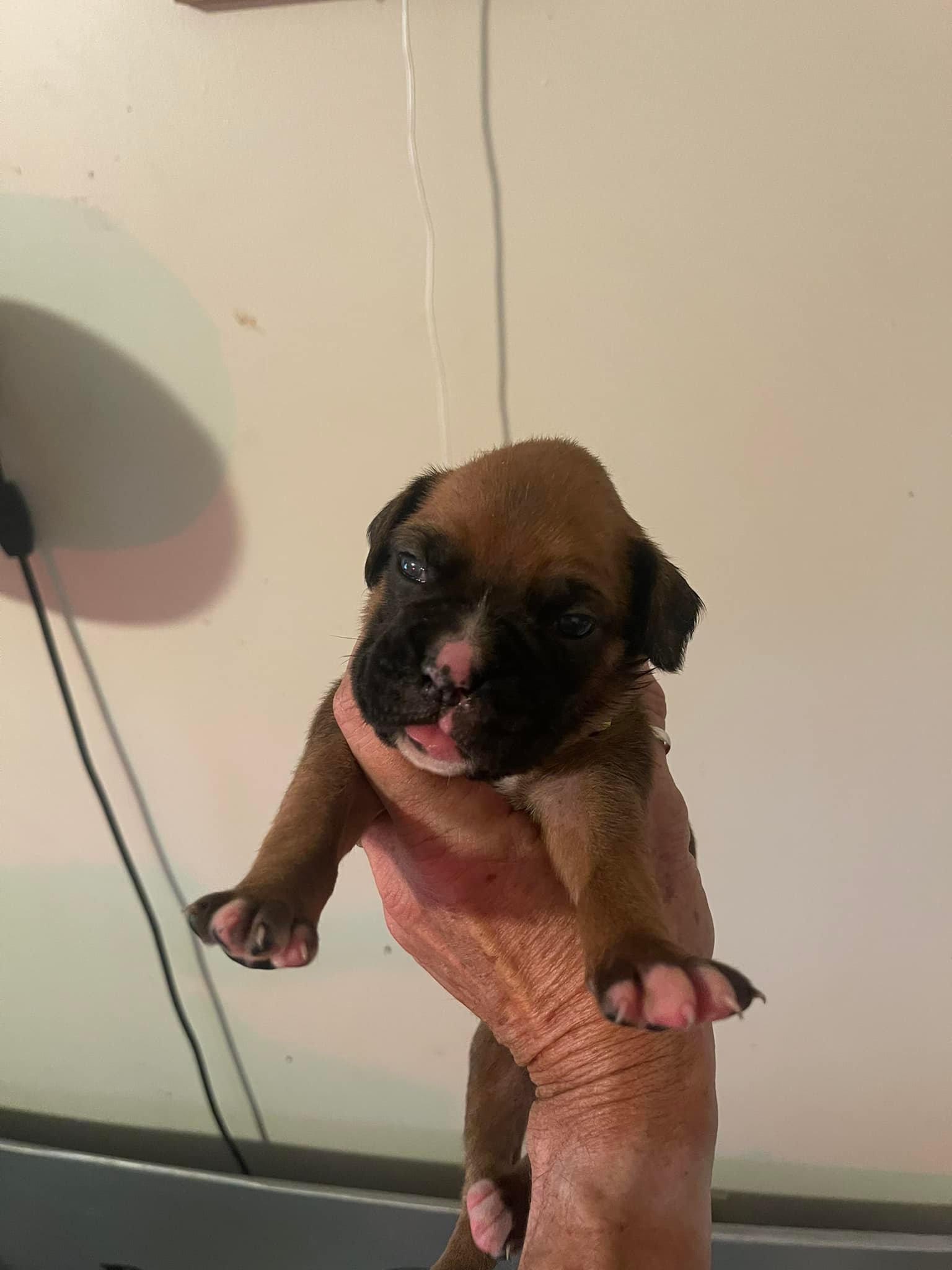 ROXY/Cupid pups growing great 3... - Grandview Ridge Boxers