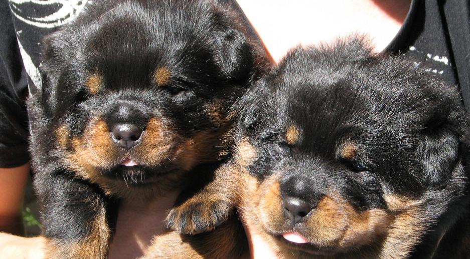 Ranchen's Rottweiler | Grattis till Ranchen's Rövardotter och Rallarros ...