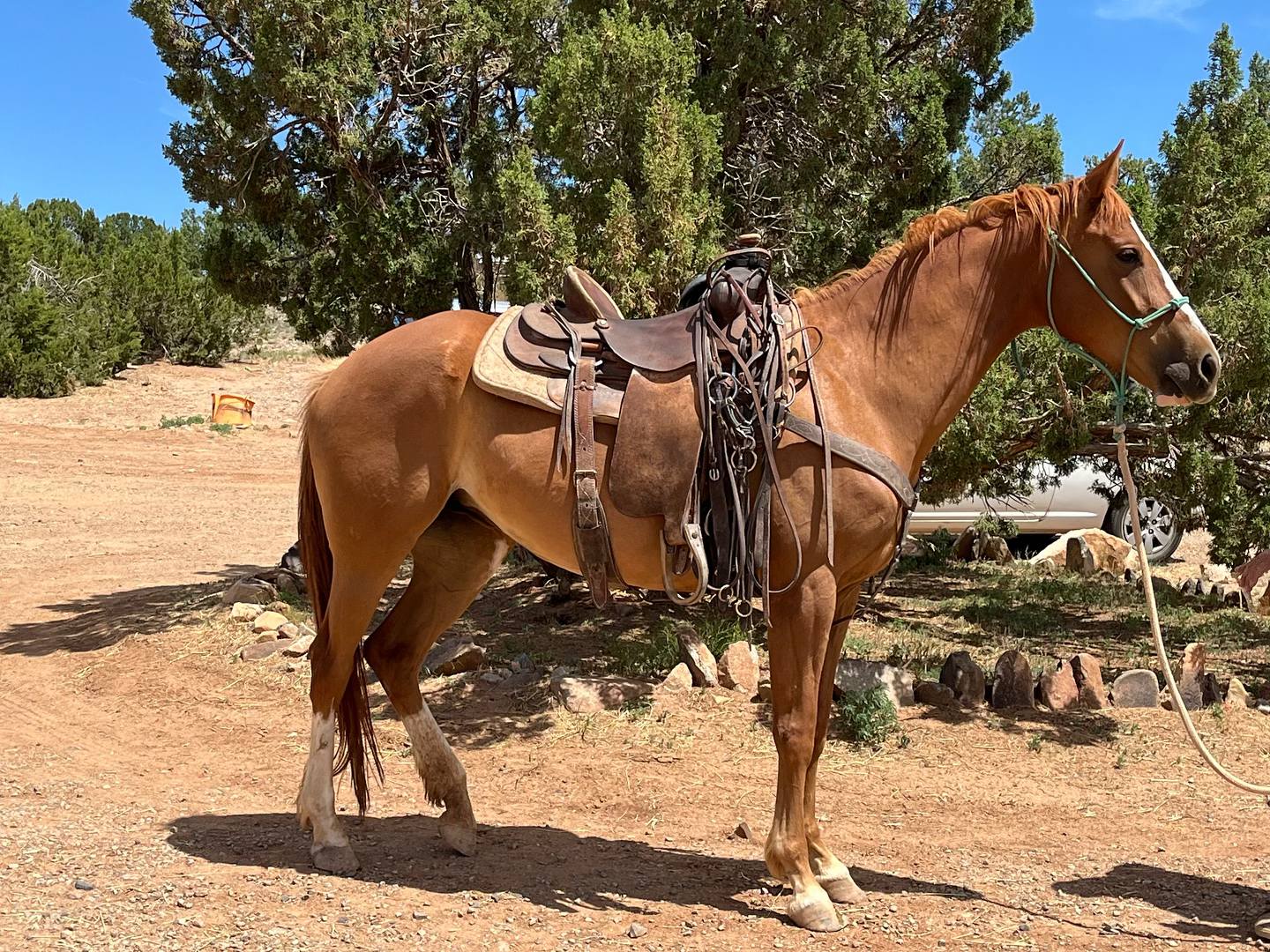 Skittles is new to this whole riding... - The Horse Shelter