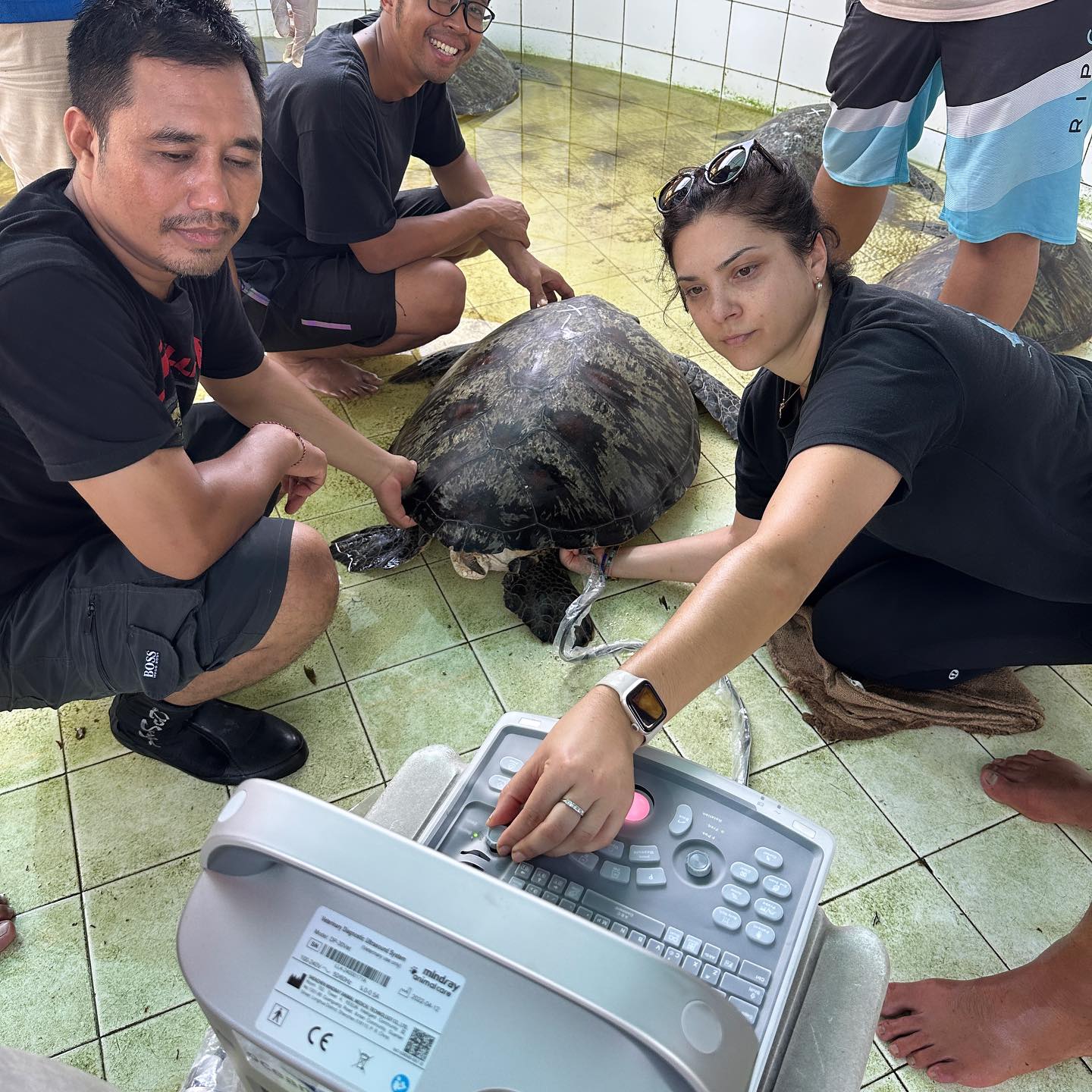 Turtle Rescue Alliance – Turtle Rescue League Near Me – UMMLR