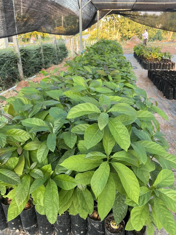 สวนสะมะดุล Samadul Farm