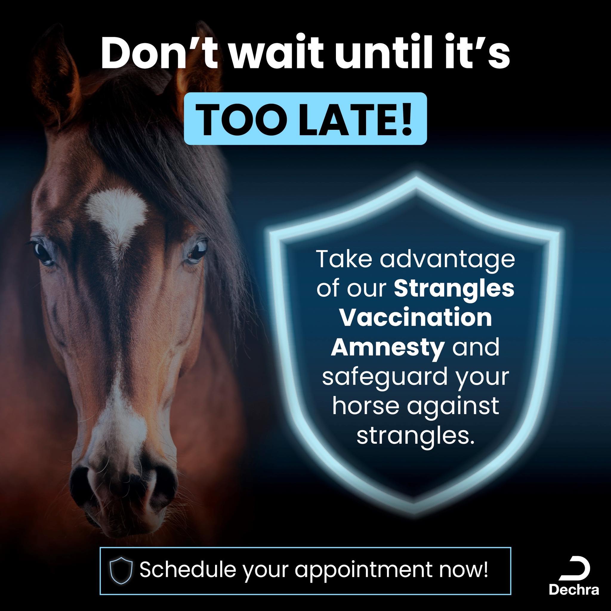 Gloucestershire - 🔔 Strangles Vaccination Amnesty 🔔 For the month of ...