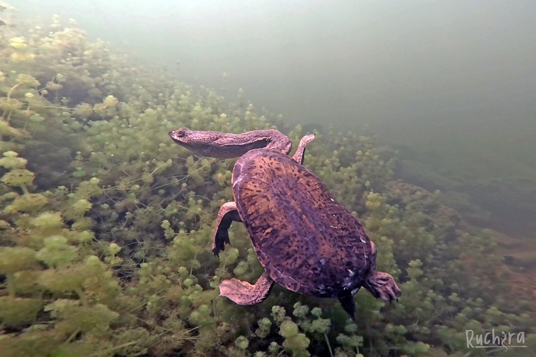 Turtle Rescues New South... - Turtle Rescues New South Wales