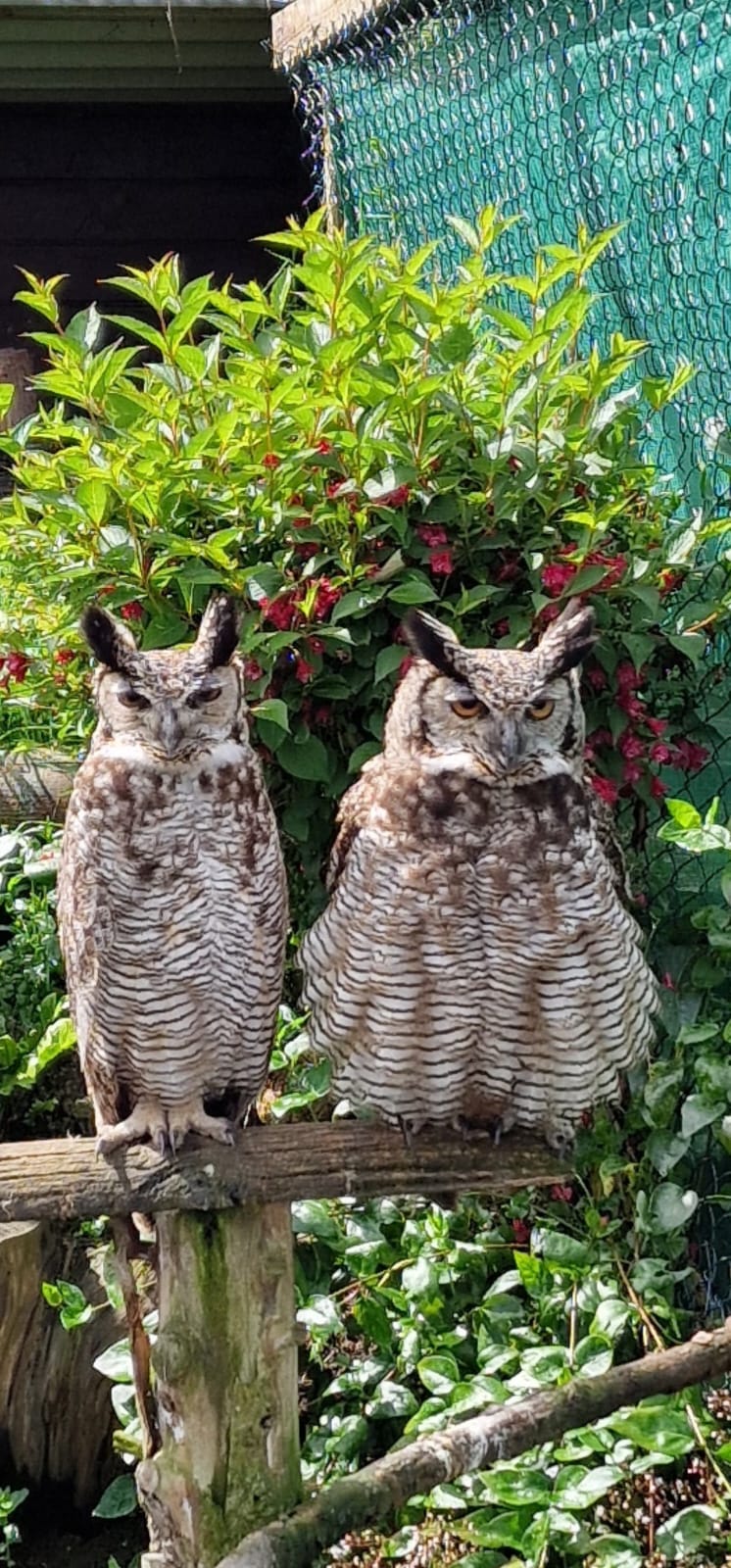 The Owls - These are Fred and Alice, our aging pair of Magellans. They ...