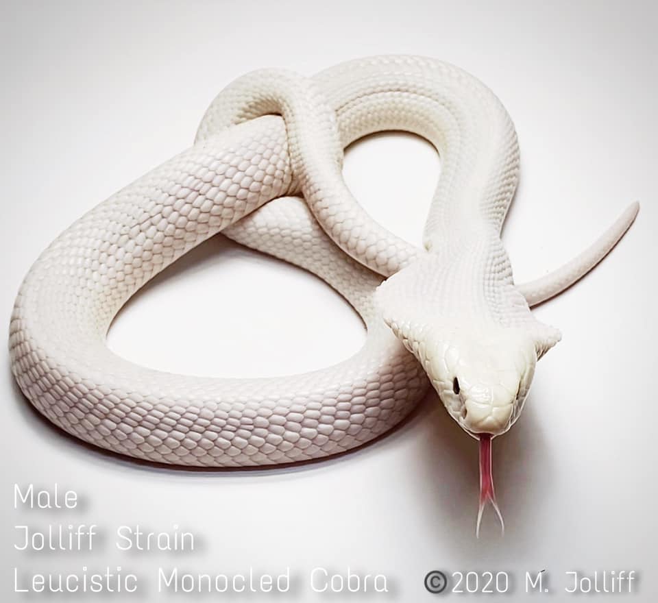 The Rat Trap - Male Jolliff Bloodline Leucistic Monocled...