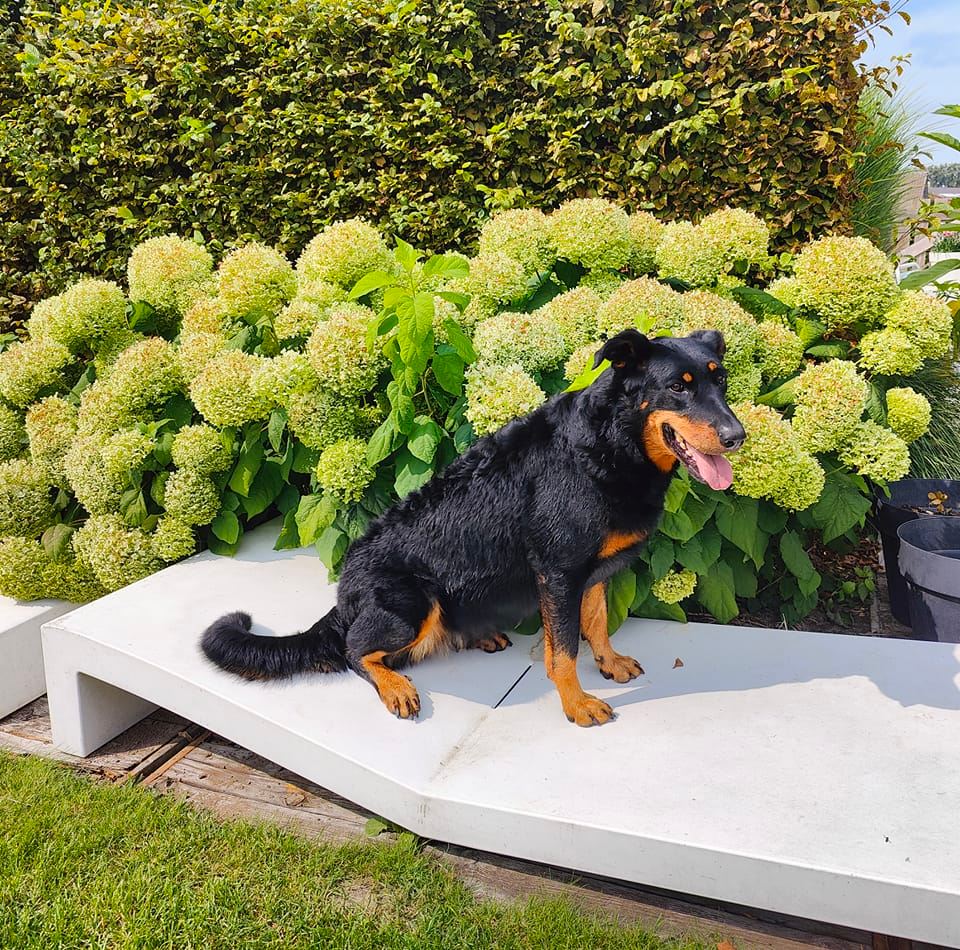 Beaucerons 'Le Bas... - Beaucerons 'Le Bas Rouge Céleste'