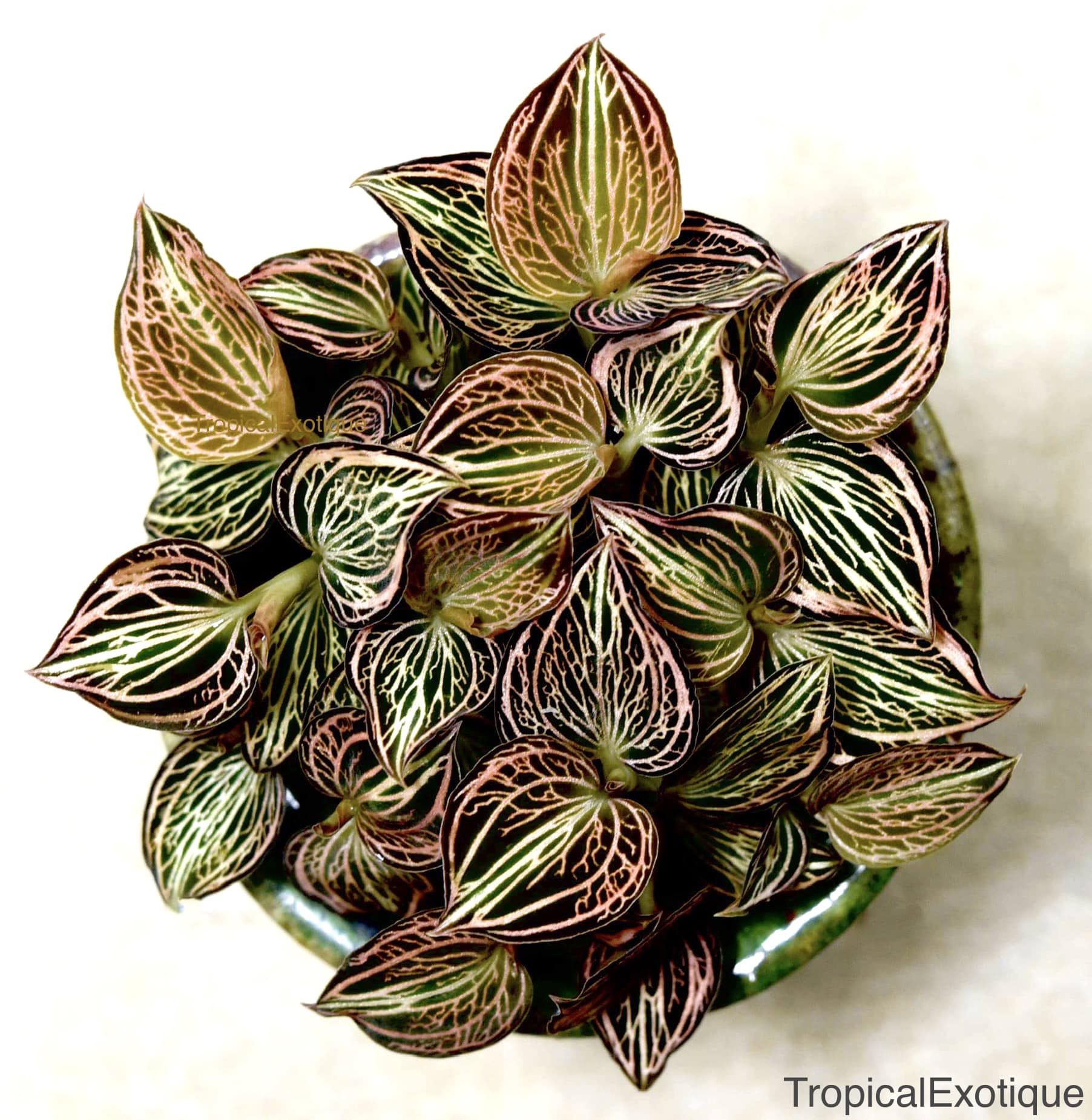 Anoectochilus reinwardtii Blume 1858 “Distinction”