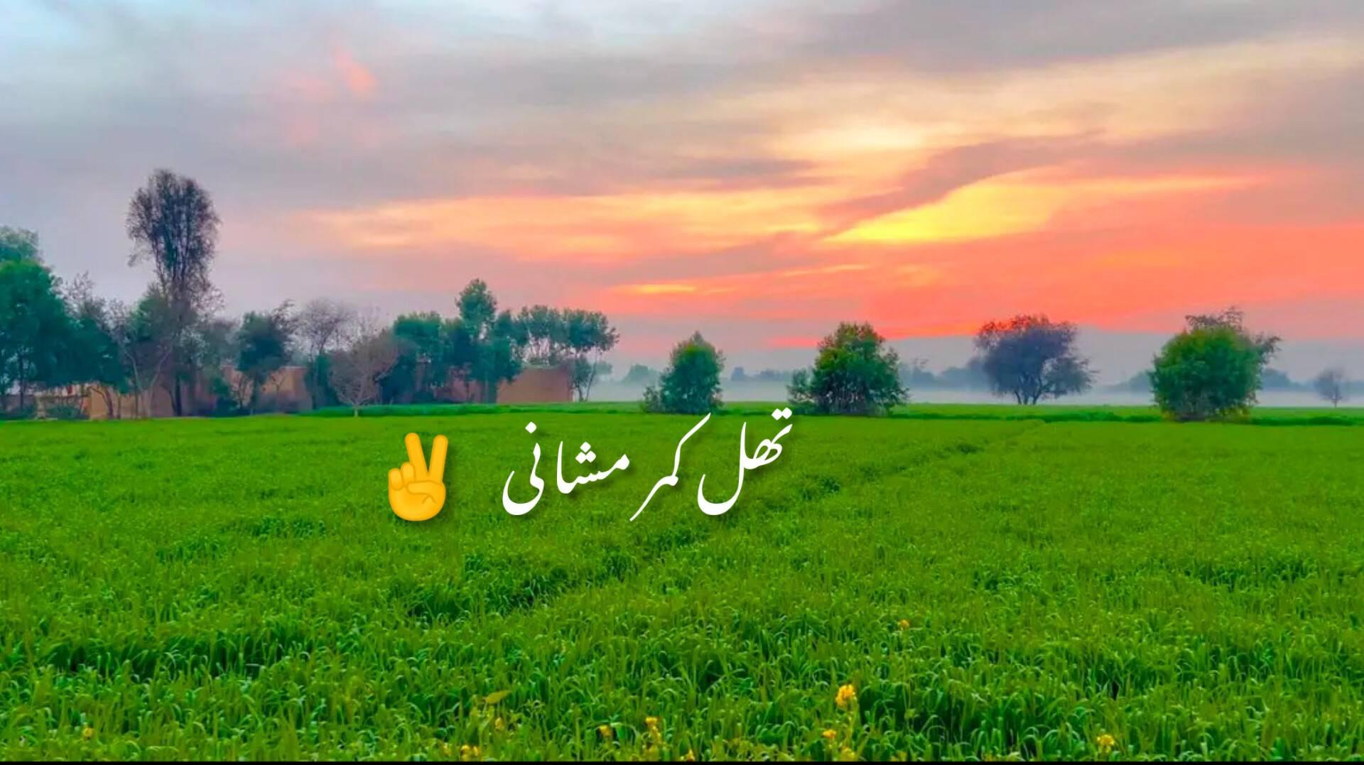 Thal Kamar mushani