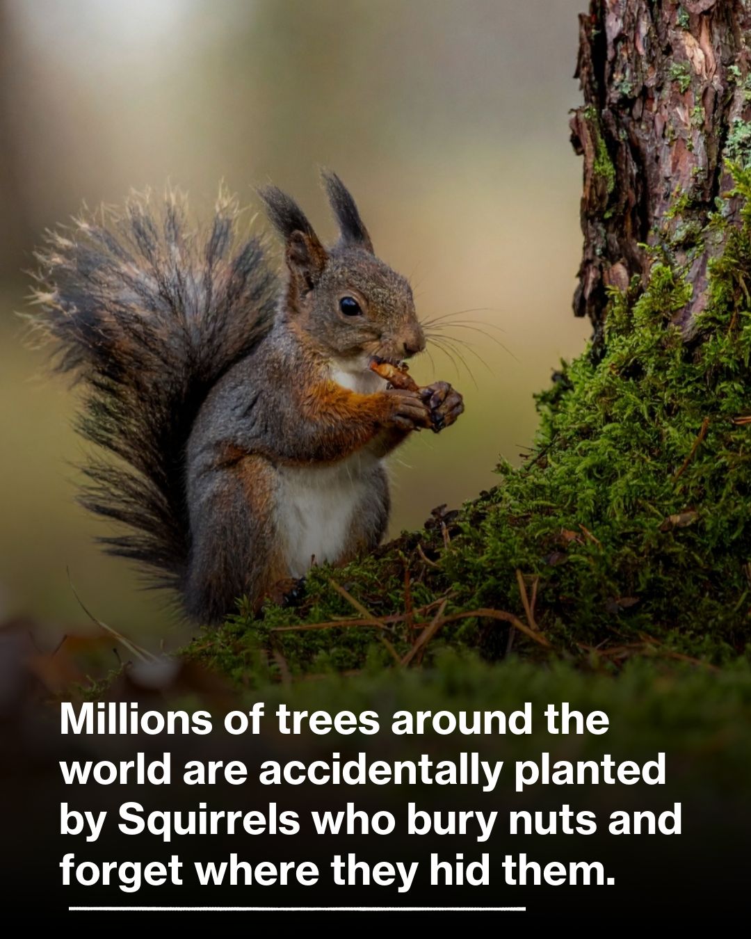 Science - Squirrels play a fascinating and vital role in the natural ...