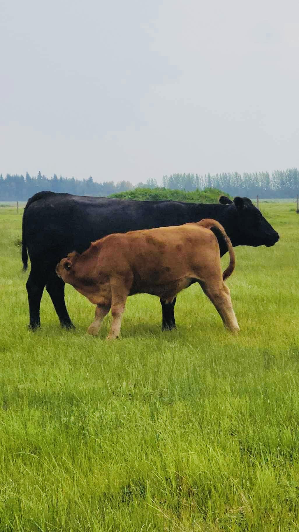 Cross over CL Ranch | Meadow Lake SK