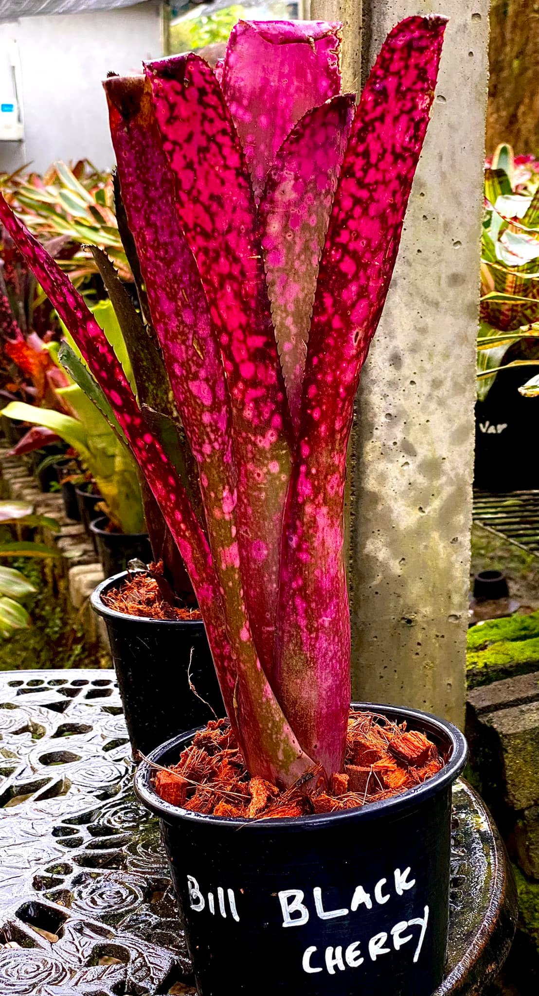 ブロメリア・エアープランツ Billbergia Black beauty ブロメリア