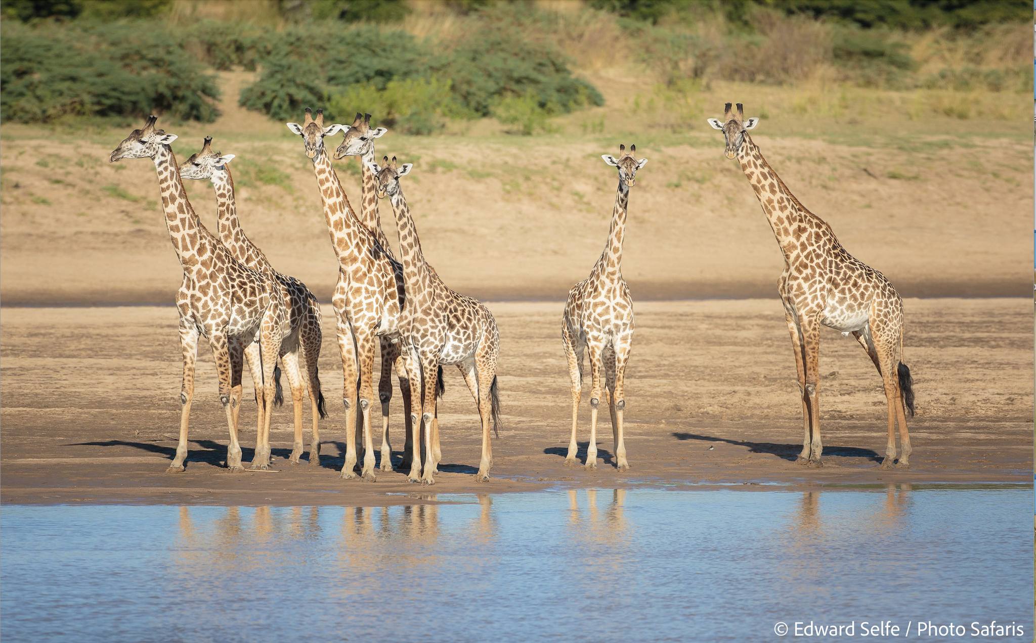 Zambian - ZCP Celebrates World Giraffe Day Did you know the Luangwa ...