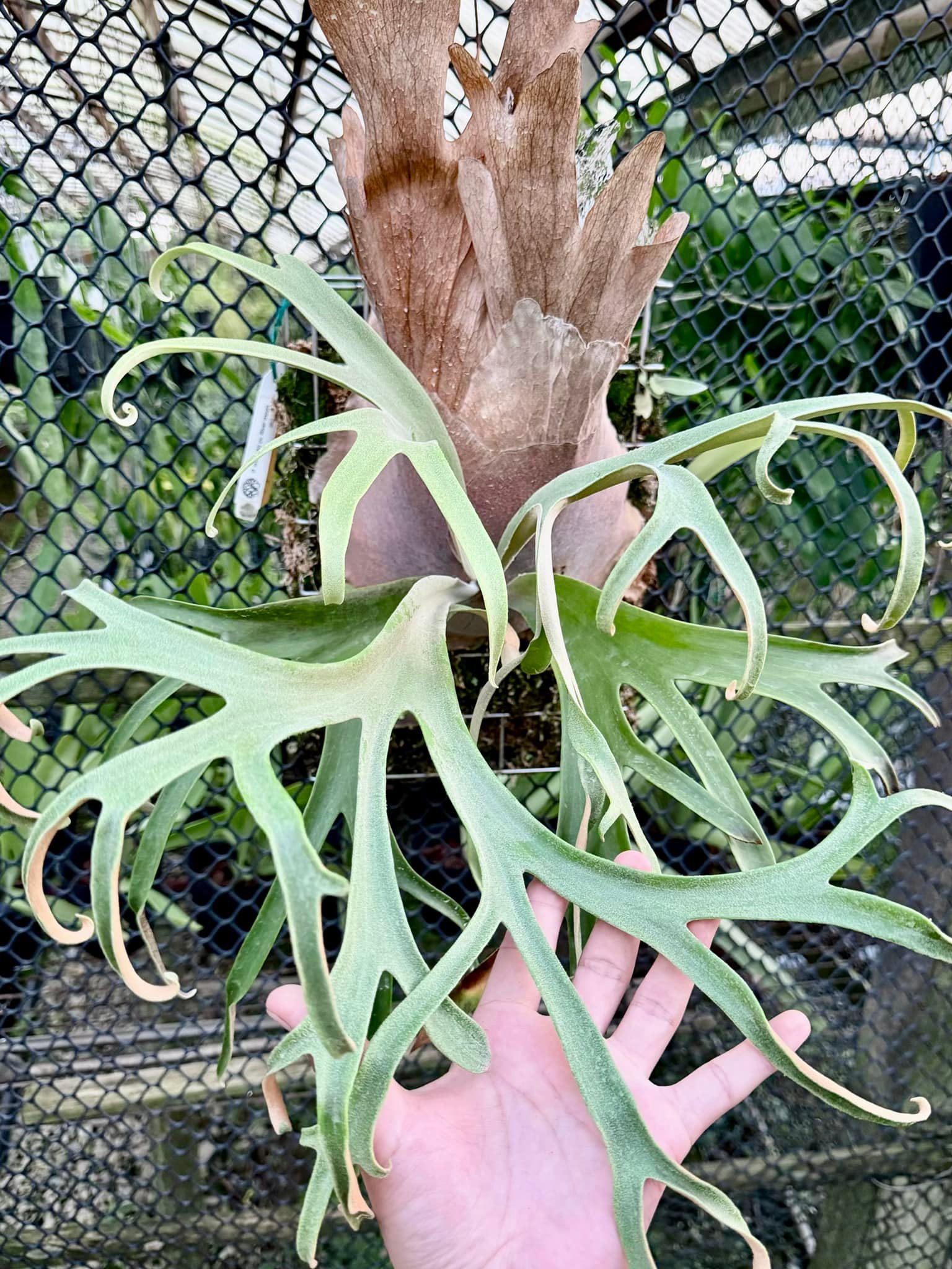 P. Willinckii 'Spur' （P. Willinckii dwarf nook spore special
