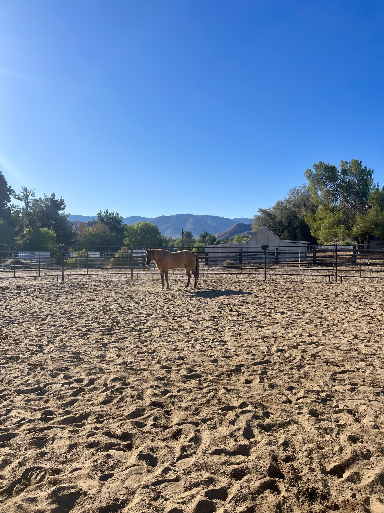 Blue Roan Ranch Sanctuary | Acton CA