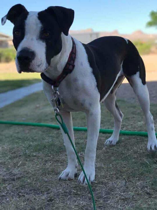 FOSTER... - Second Chances Animal Rescue Sanctuary - SCARS | Facebook