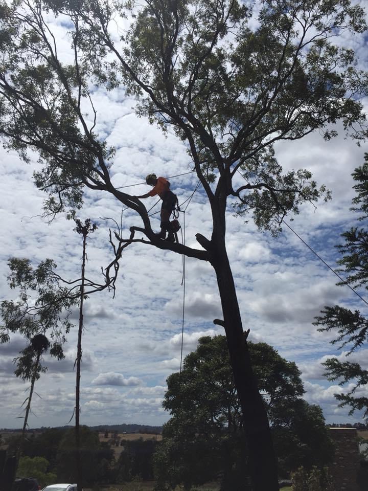 🌳🪓 Introducing Al's Tree Service: Your... - Al's Tree Service | Facebook