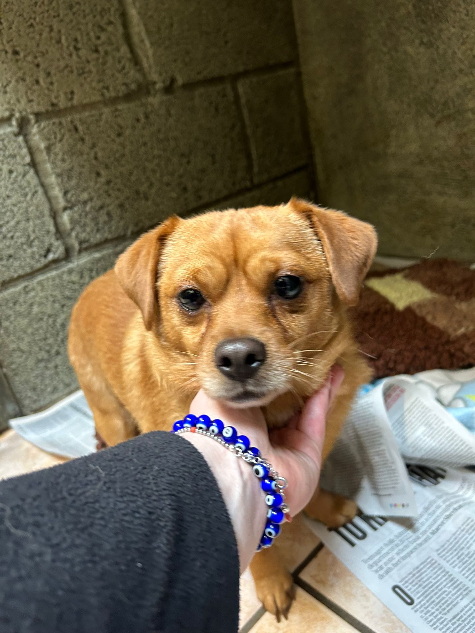 wspca) wexford society prevention of cruelty to animals | Facebook