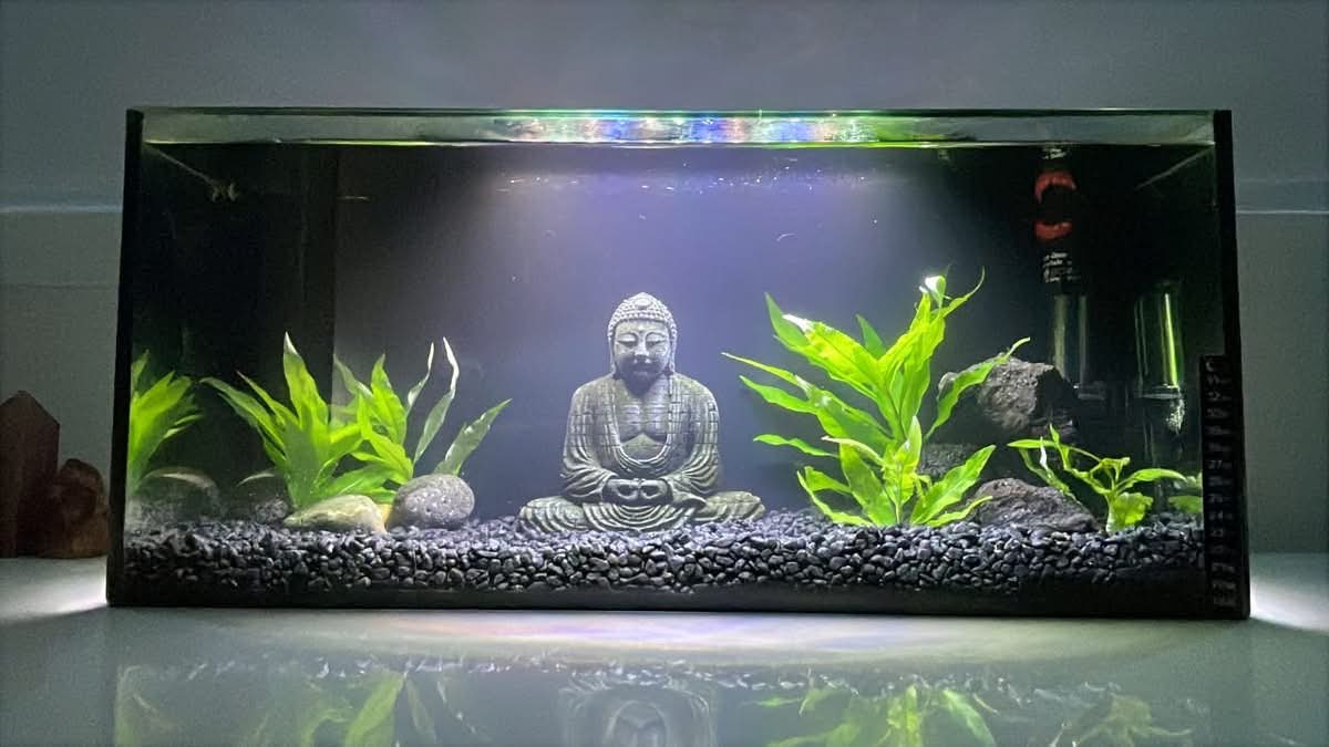 buddha fish tank accessories PINVNBY Aquarium Head Statue Decorations,Fish Resin Large Buddha Sculpture Ornament,Betta Hideout Cave Sleep Rest Play for Small Shrimp Lizard Gecko Small Reptile(3 Pack) : Pet Supplies Fish Color Betta Fish Buddha Aquarium Decoration