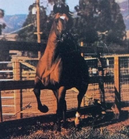 SavannaH Bloodstock Services - Did You REALIZE... that a very HIGH ...
