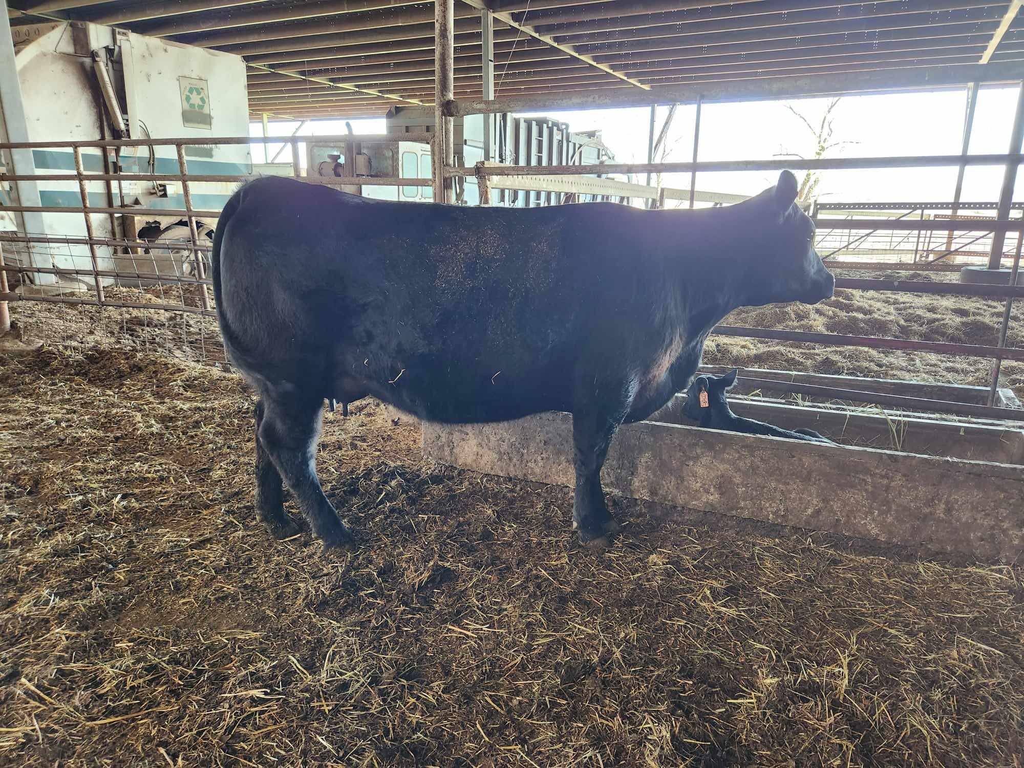 Ohlde Cattle Company: Basic Black Bulls and Angus Cattle Semen | Palmer KS