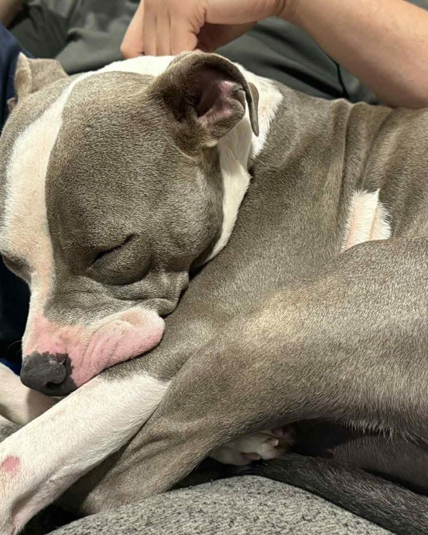 Buddy's Second Chance... - Buddy's Second Chance Rescue