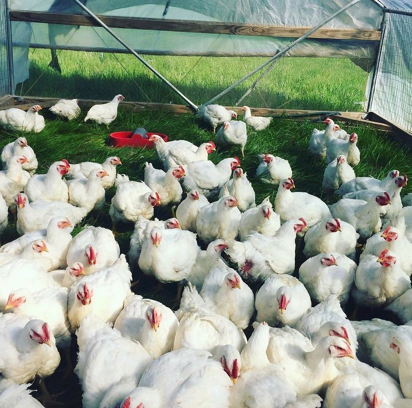 Picture of Driftless - Driftless Hills farm produces pastured chicken for purchase ...