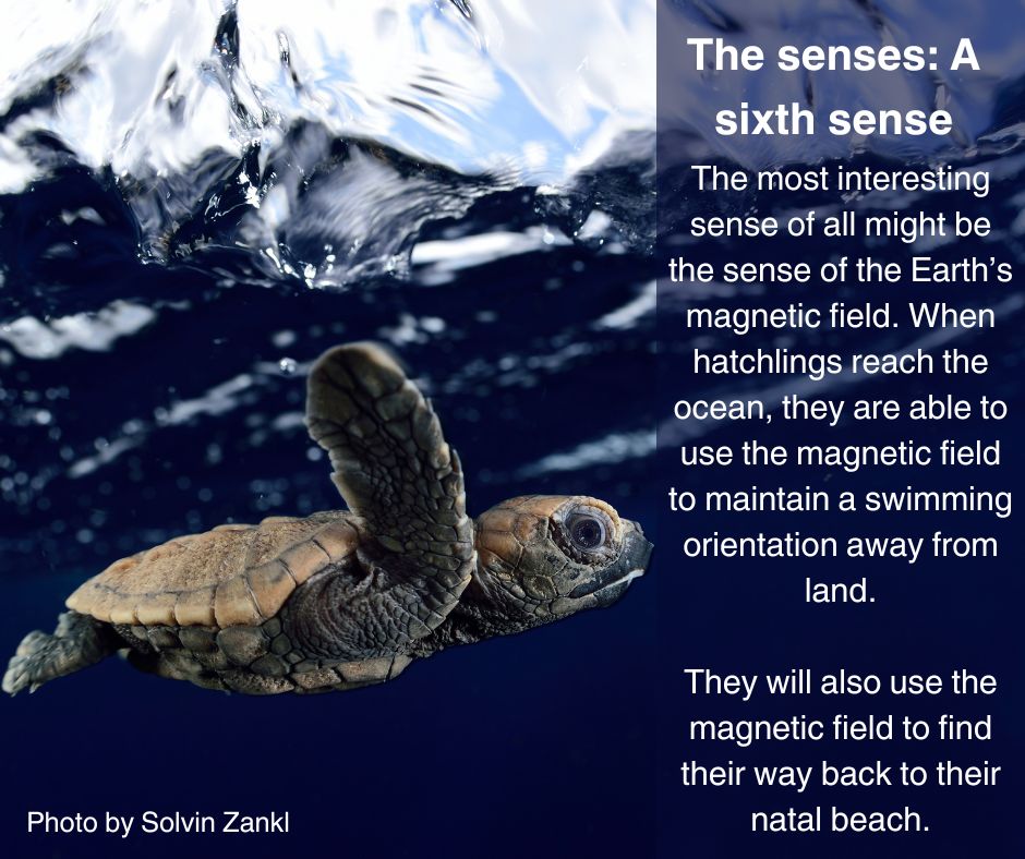 The senses: a sixth... - Sea Turtle Conservation Bonaire
