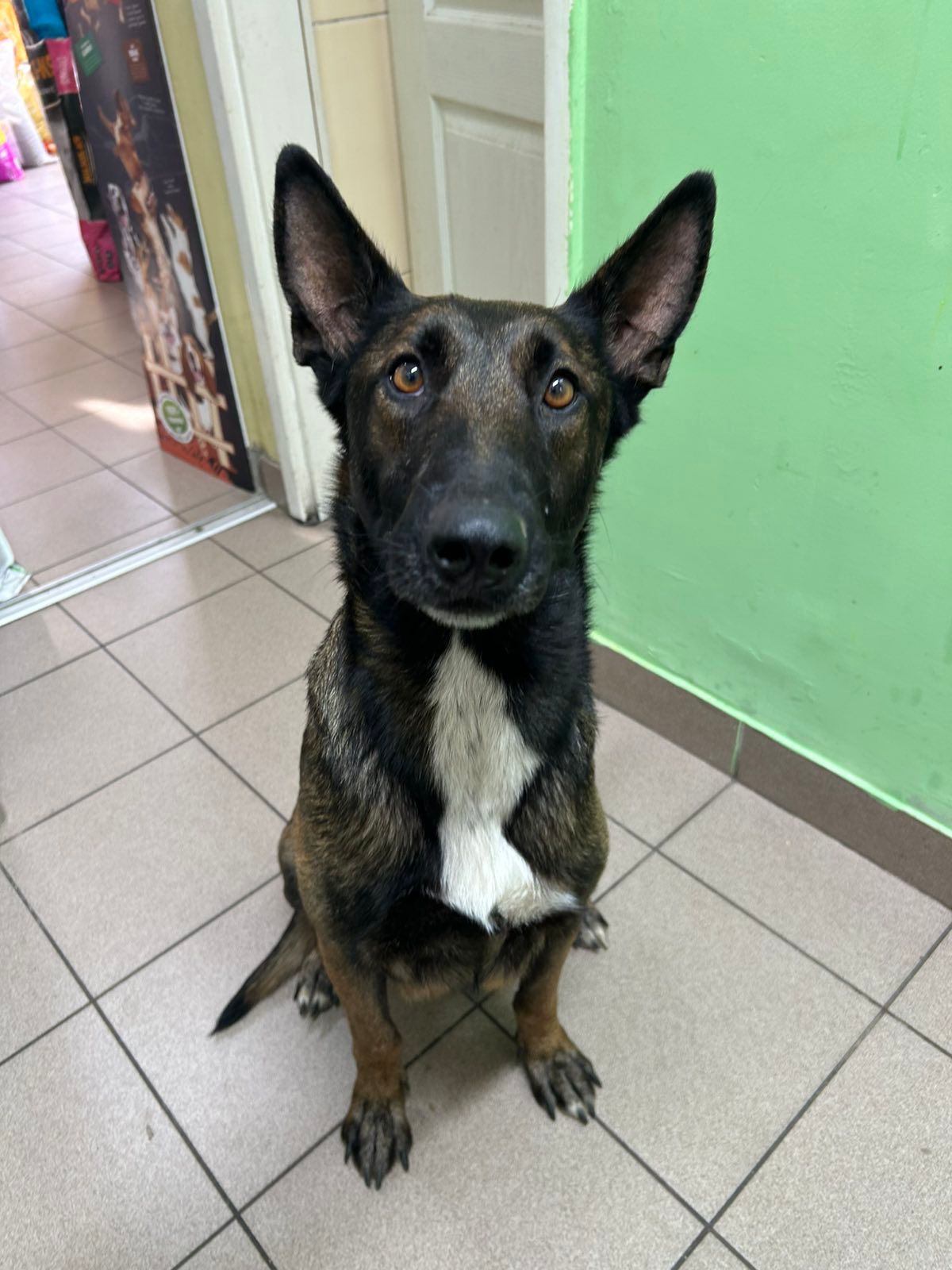 Daktari Tim veterinarska ambulanta | Kovacica