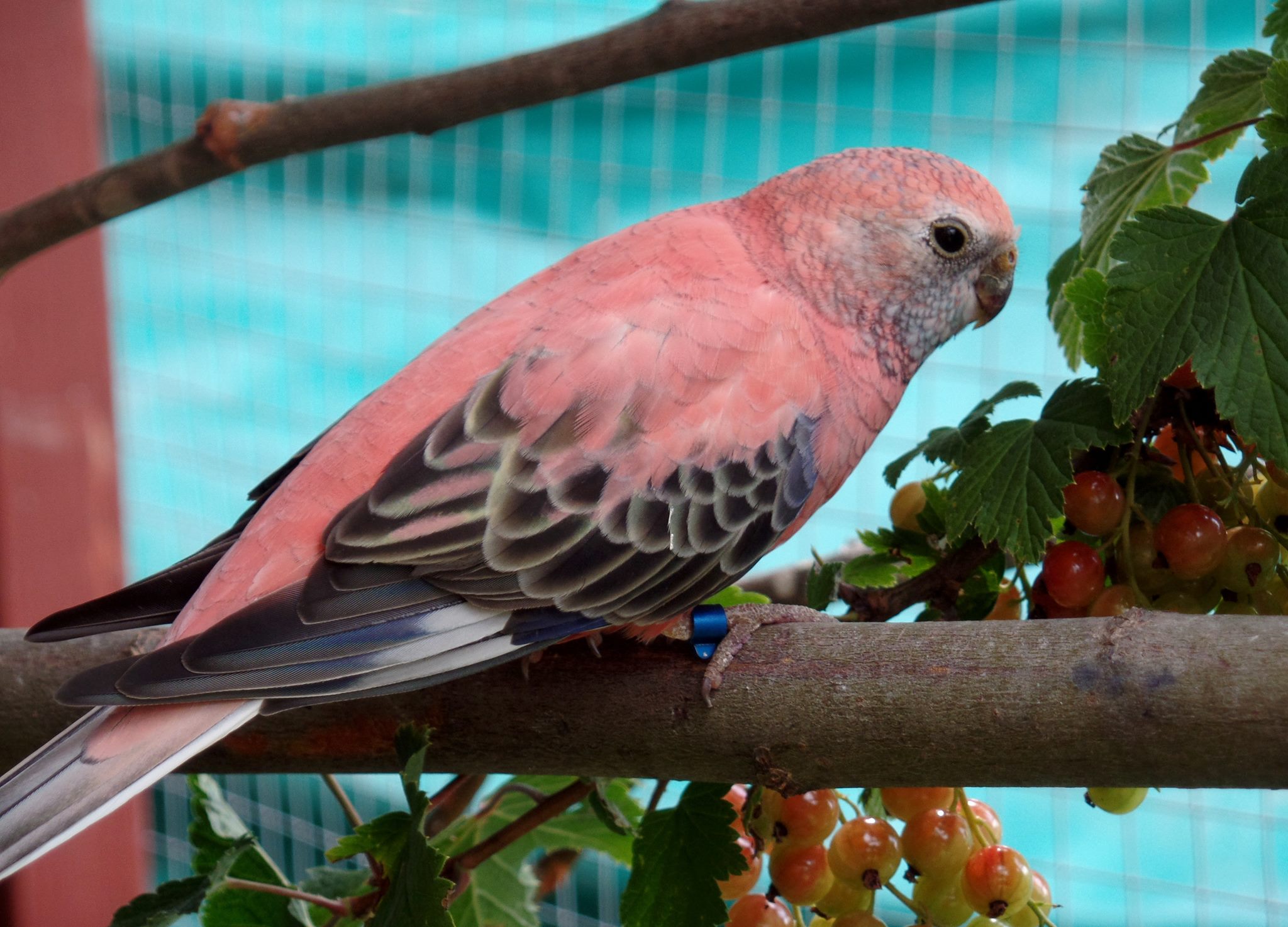 Beautiful & Cute 💗💛🤍🖤... - K&S Parrots, Parakeets Farm