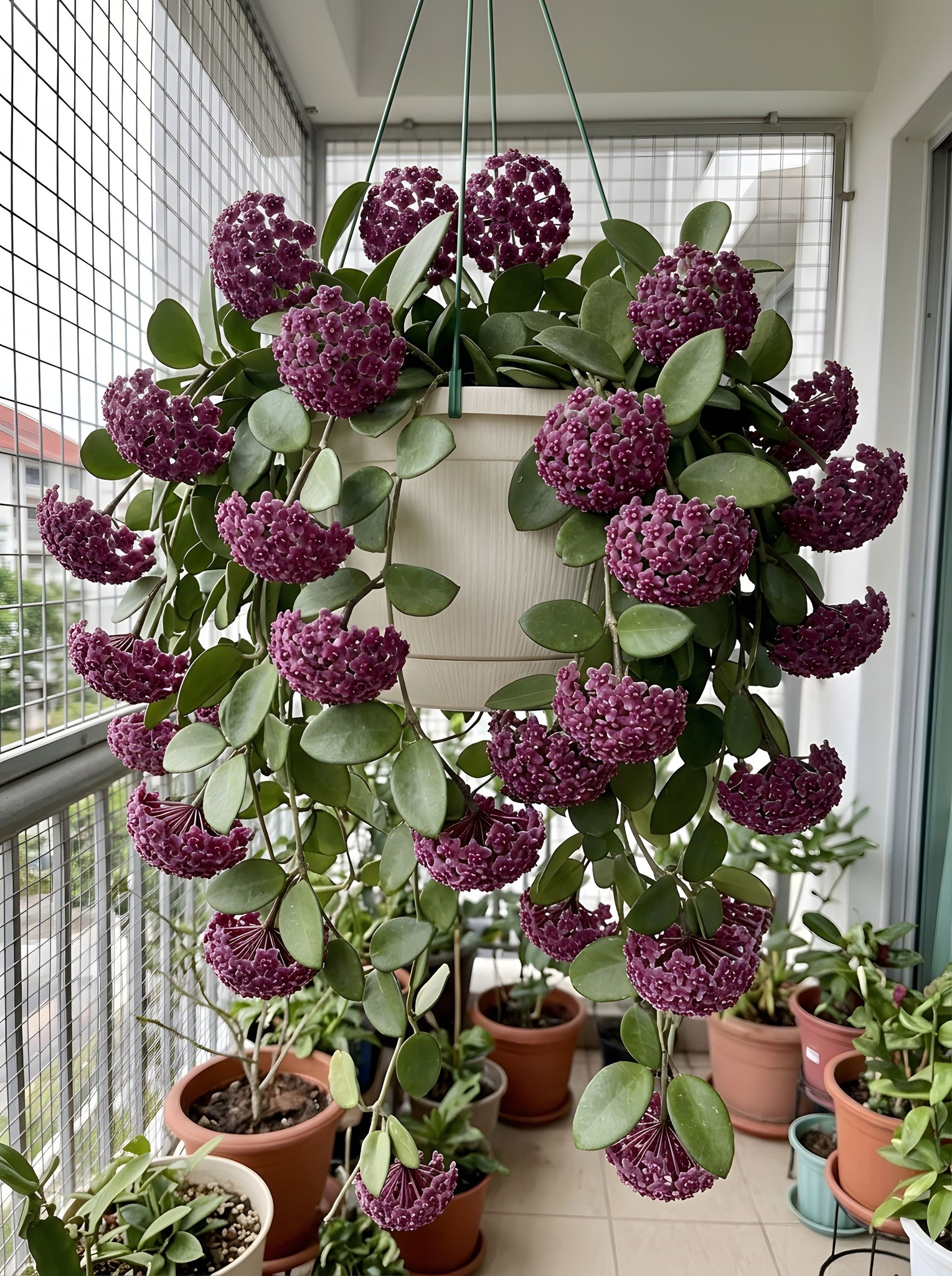 Hoya hypolasia care and characteristics