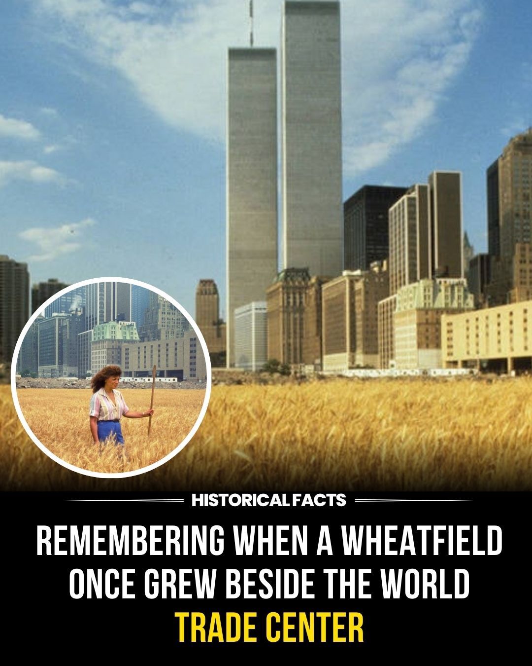 Agnes Denes' Wheatfield artwork in Manhattan