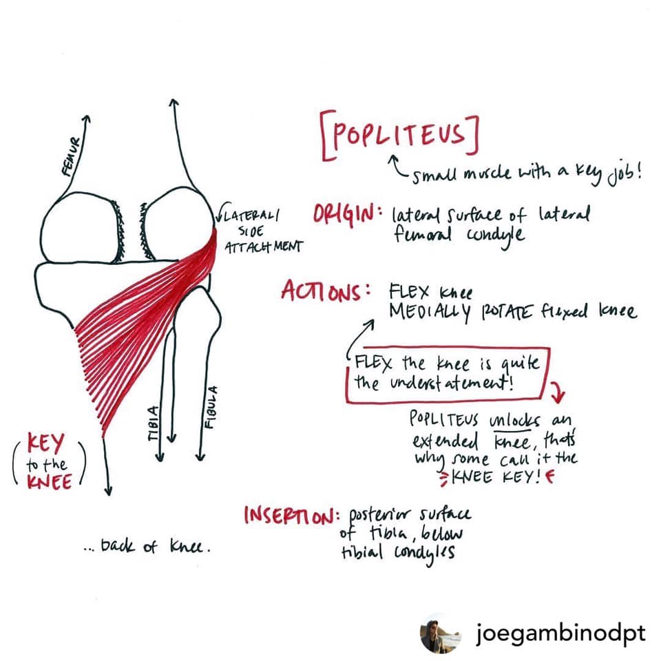 cathy-orlando-physical-therapy-problems-with-the-popliteus-a-muscle