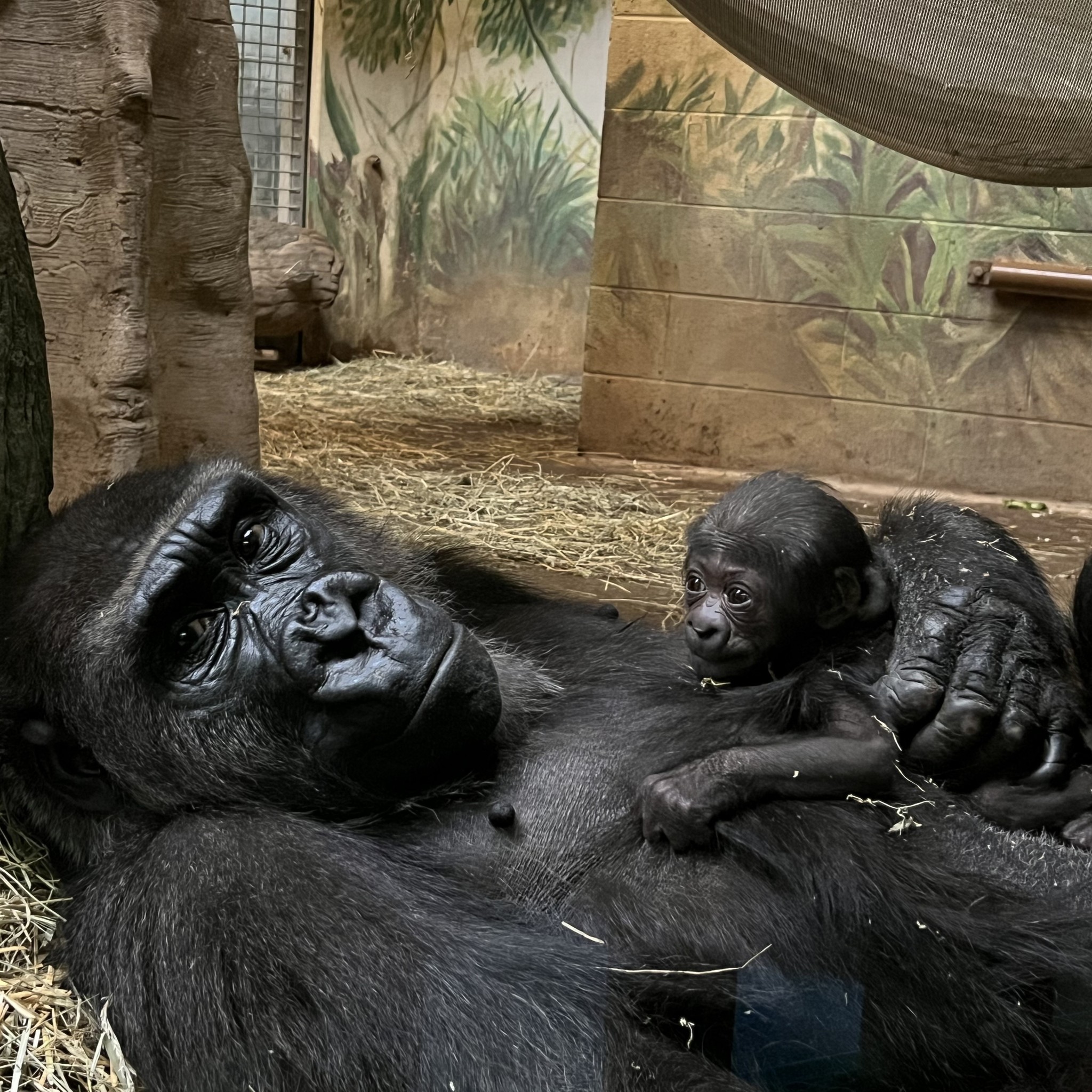 The Sedgwick County Zoo announced the name and gender of its