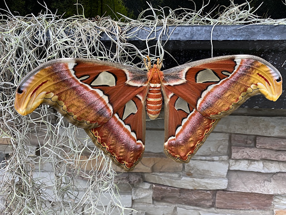 Amazing - Meet the Atlas moth, a gentle giant of the insect world and ...