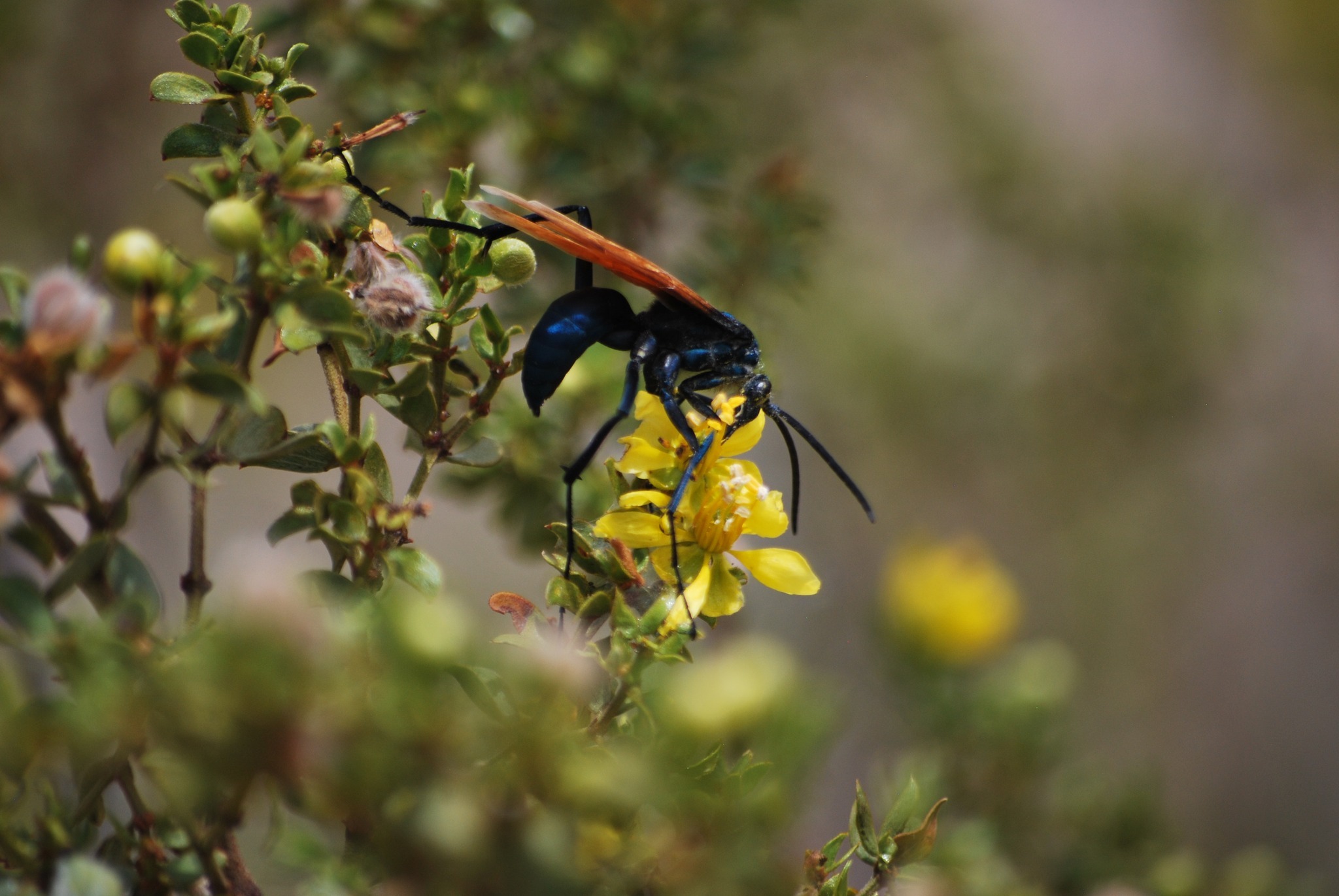 White - Do you know any picky eaters? Pollinators can be particular ...