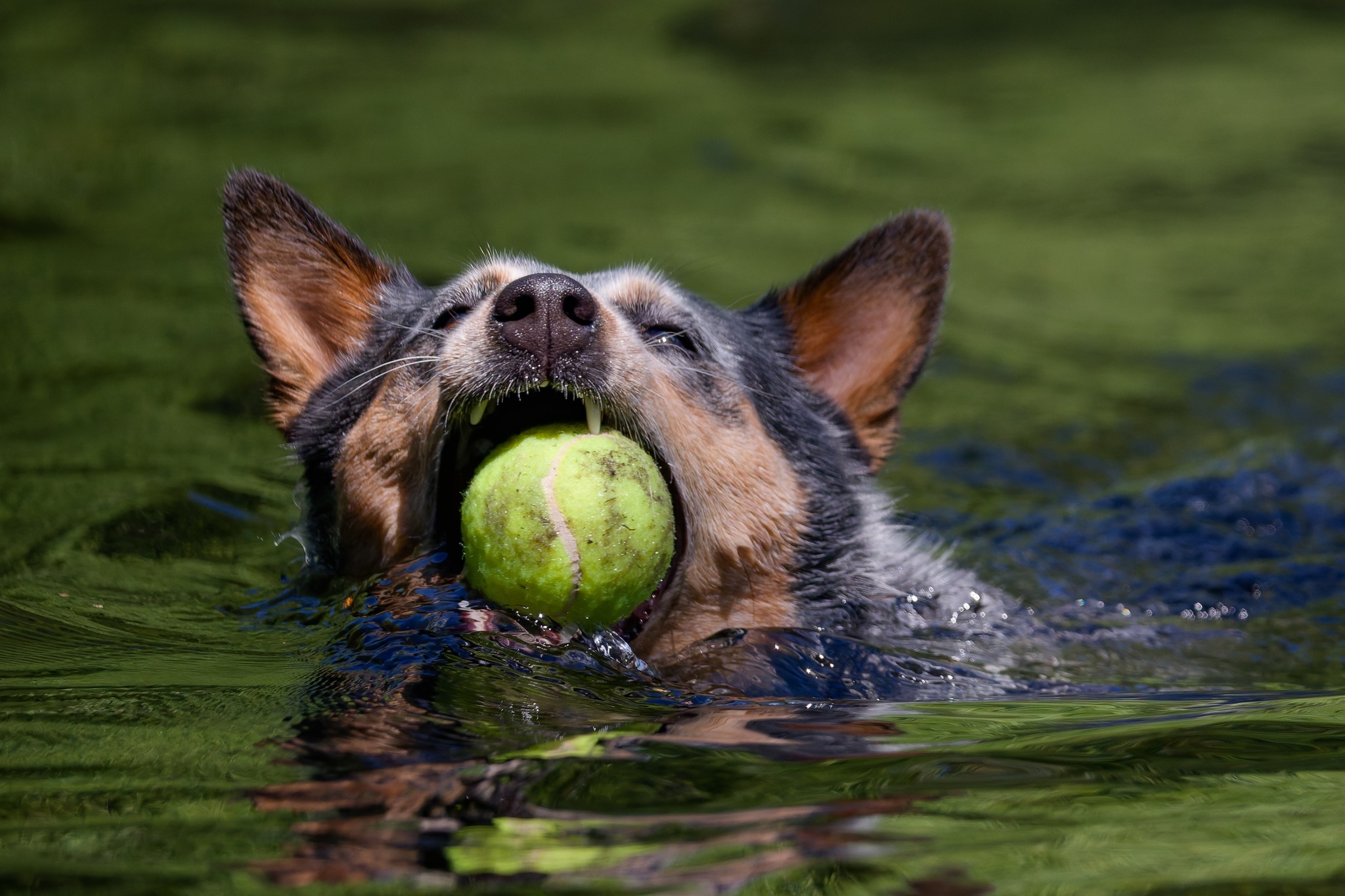 Photo inspiration: Gallery Detail: Mainly Dogs